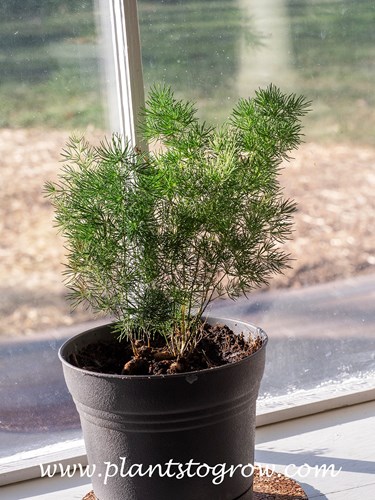 Ming Fern (Asparagus densiflorus myriocladus) 
This is 7-8 months from seed. Most of this time was outdoors in zone #5b.